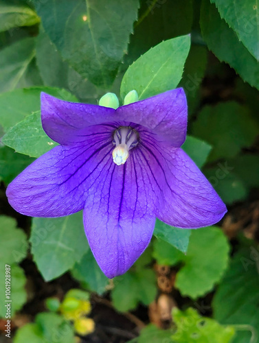 Ballonblume, Blüten, blau, Blumen