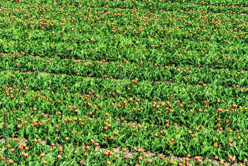 View of a tulip field after the flowers had been cut off, in order to allow the bulbs to have a better growth photo