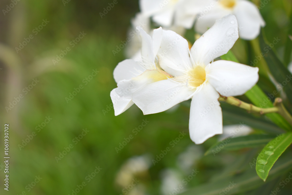 Nerium oleander in bloom, White siplicity bunch of flowers and green leaves on branches, Nerium Oleander shrub white flowers, ornamental shrub branches in daylight, bunch of flowers closeup Nerium oleander in bloom, White siplicity bunch of flowers and green leaves on branches, Nerium Oleander shrub white flowers, ornamental shrub branches in daylight, bunch of flowers closeup