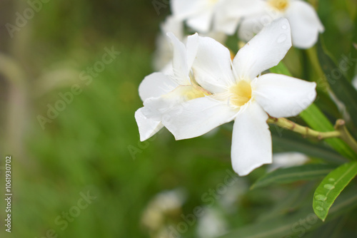 Nerium oleander in bloom, White siplicity bunch of flowers and green leaves on branches, Nerium Oleander shrub white flowers, ornamental shrub branches in daylight, bunch of flowers closeup