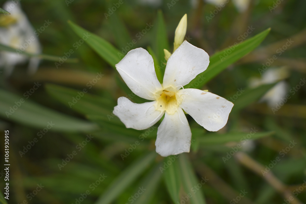 Nerium oleander in bloom, White siplicity bunch of flowers and green leaves on branches, Nerium Oleander shrub white flowers, ornamental shrub branches in daylight, bunch of flowers closeup Nerium oleander in bloom, White siplicity bunch of flowers and green leaves on branches, Nerium Oleander shrub white flowers, ornamental shrub branches in daylight, bunch of flowers closeup
