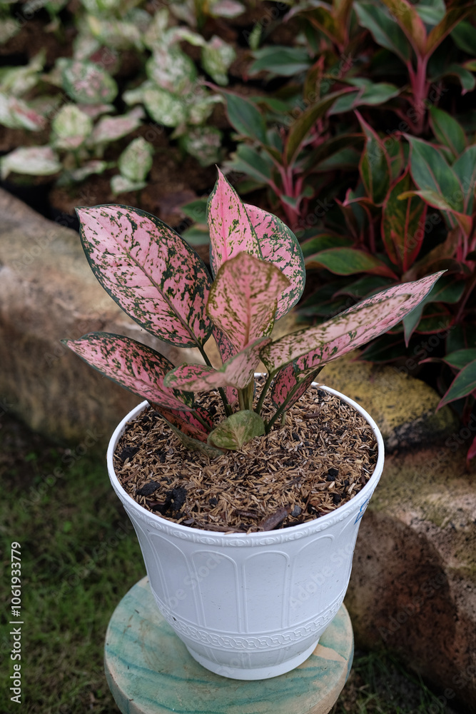 Fototapeta premium Beautiful aglaonema ornamental Dark pink and green leaves.