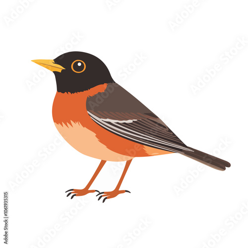 american robin bird vector illustration