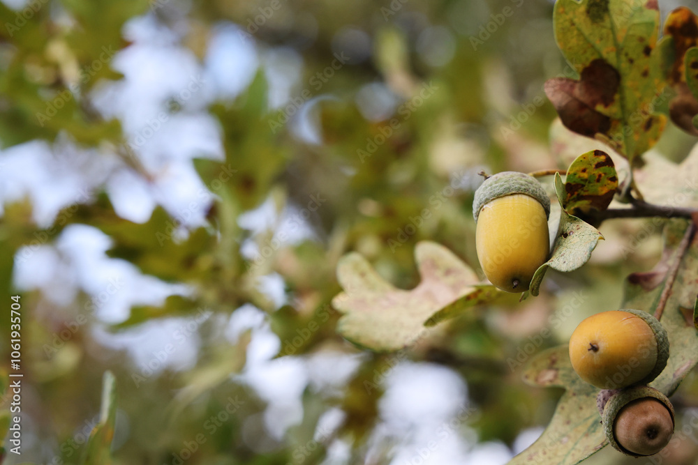 Obraz premium Nature in autumn