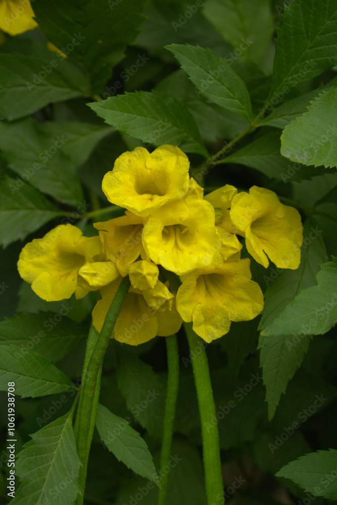 Yellow trumpetbush (Tecoma stans) Called Yellow bell or Yellow Elder Flower, trumpet flower, Beautiful bunch of yellow flowers closeup with green leaves Background, tecoma stans Yellow trumpetbush (Tecoma stans) Called Yellow bell or Yellow Elder Flower, trumpet flower, Beautiful bunch of yellow flowers closeup with green leaves Background, tecoma stans