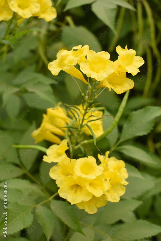 Yellow trumpetbush (Tecoma stans) Called Yellow bell or Yellow Elder Flower, trumpet flower, Beautiful bunch of yellow flowers closeup with green leaves Background, tecoma stans Yellow trumpetbush (Tecoma stans) Called Yellow bell or Yellow Elder Flower, trumpet flower, Beautiful bunch of yellow flowers closeup with green leaves Background, tecoma stans