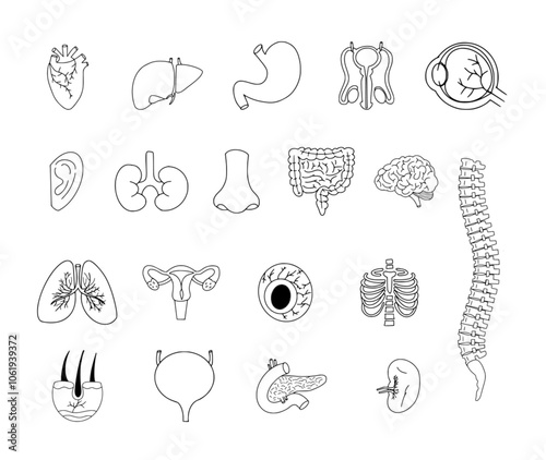 human body internal organs set line art doodle