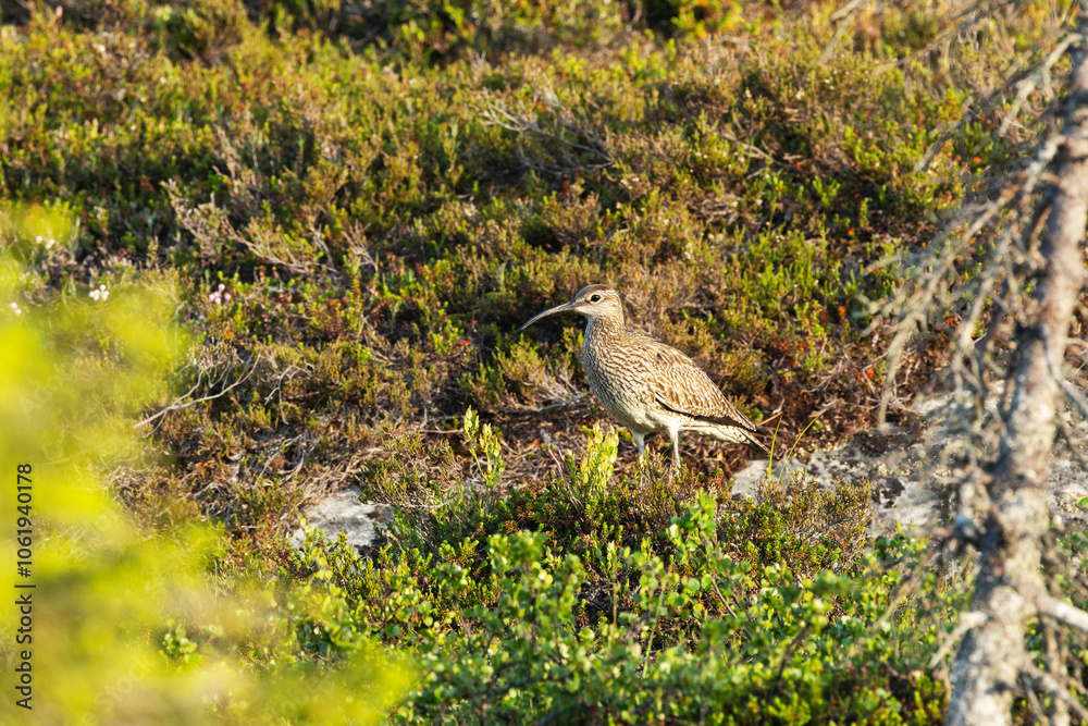 A large wader Common whimbrel standing still in a summery wetland in Riisitunturi National Park, Northern Finland A large wader Common whimbrel standing still in a summery wetland in Riisitunturi National Park, Northern Finland