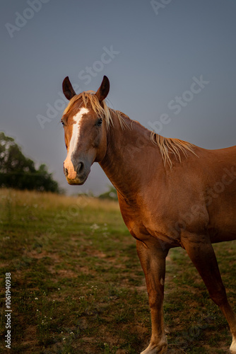 horse in the field