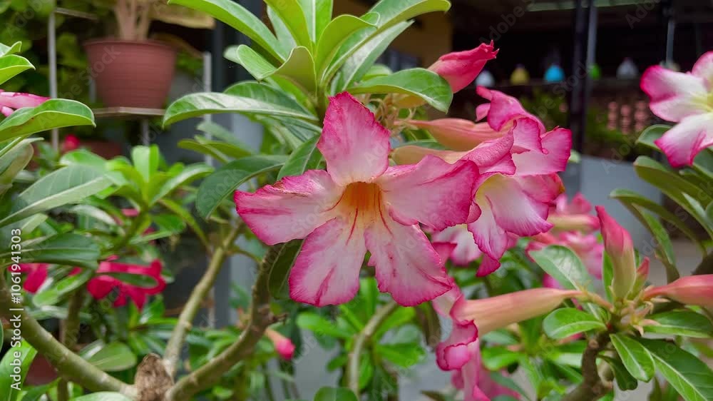 adenium obesum flowers bloom on the trees blown by the gentle breeze, the petals are red with a bright center.