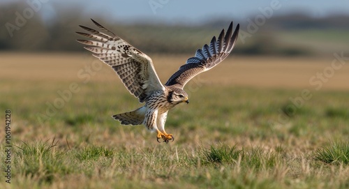 Kestrel hunting in field 