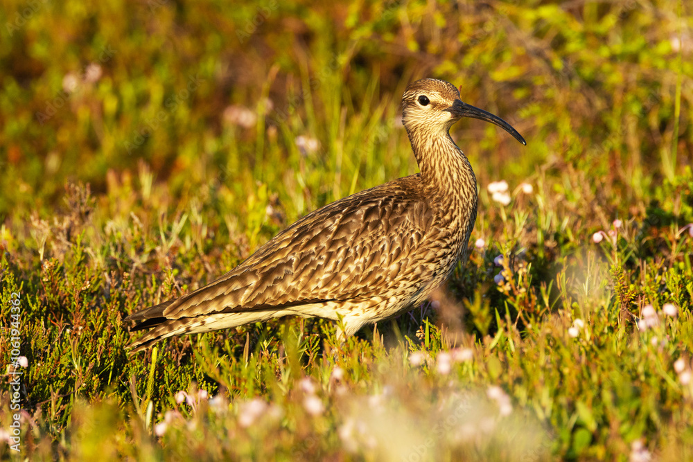 A large wader Common whimbrel walking around on a summery wetland in Riisitunturi National Park, Northern Finland A large wader Common whimbrel walking around on a summery wetland in Riisitunturi National Park, Northern Finland