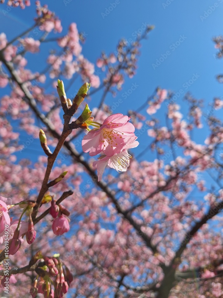 Close up of kanzakura cheery blossom flowers Close up of kanzakura cheery blossom flowers