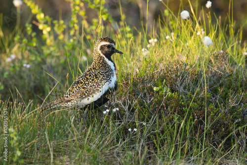 European golden plover standing in a summery bog during golden hour in Riisitunturi National Park, Northern Finland 