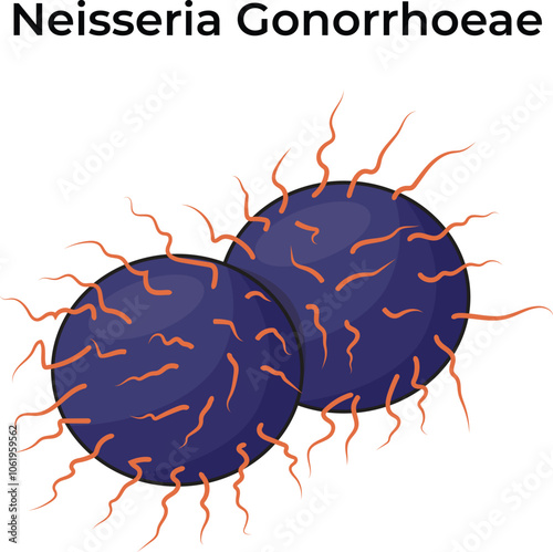 Neisseria Gonorrhoeae Science Vector Illustration