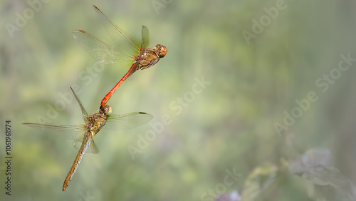 Southern Darters mating behavior - Sympetrum meridionale