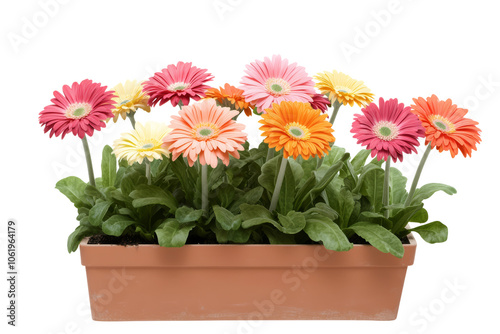 Vibrant gerbera daisies in assorted colors blooming in a terracotta pot, offering a lively and colorful floral arrangement for home decor.