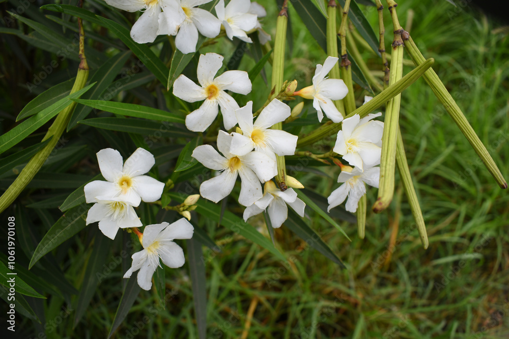 Nerium oleander in bloom, White siplicity bunch of flowers and green leaves on branches, Nerium Oleander shrub white flowers, ornamental shrub branches in daylight, bunch of flowers closeup Nerium oleander in bloom, White siplicity bunch of flowers and green leaves on branches, Nerium Oleander shrub white flowers, ornamental shrub branches in daylight, bunch of flowers closeup