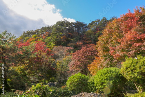 坂の上から見たオレンジ色が映える紅葉