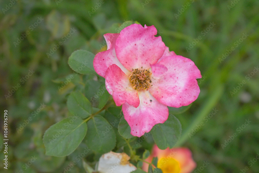 Beautiful pink rose flower closeup in garden, A very beautiful rose flower bloomed on the rose tree, Rose flower, bloom flowers, Natural spring flower, Nature Beautiful pink rose flower closeup in garden, A very beautiful rose flower bloomed on the rose tree, Rose flower, bloom flowers, Natural spring flower, Nature