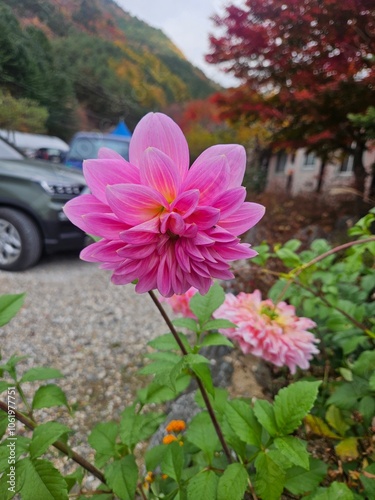 flowers Dahlia