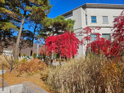 Japanese maple tree
