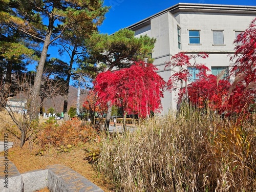 Japanese maple tree