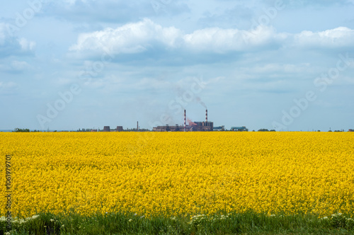 Фотография Yellow Field of Flowering Rapeseed with Blue Sky and Ferro-nickel Plant on Horizon in Ukraine