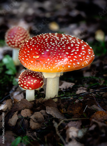 Obraz na płótnie Group of red fly agaric musrooms w salonie