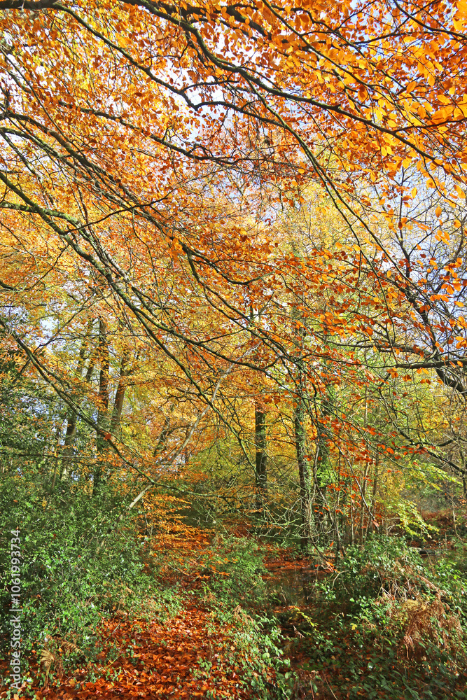 Decoy Country Park, Devon in Autumn Decoy Country Park, Devon in Autumn
