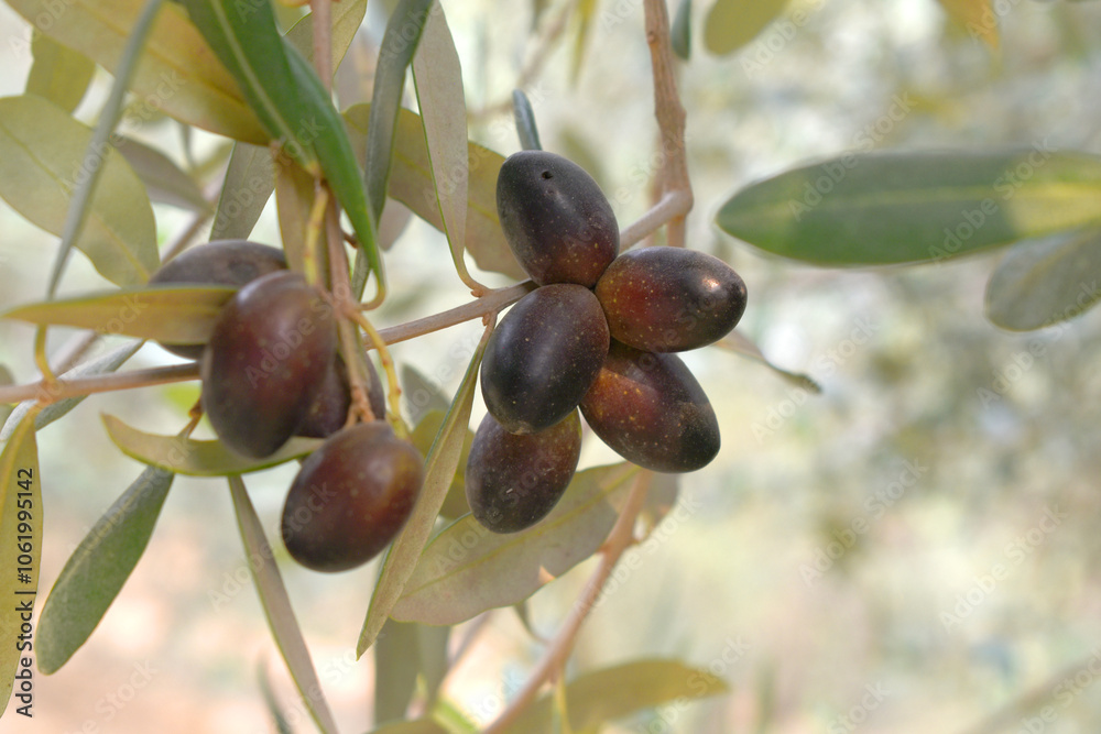 ripe black olives on tree closeup, Olive-tree branch with ripe black olives, olive tree plantation during harvest, ripe black olives on the tree with green leaves, olive tree Chakwal, Punjab, Pakistan ripe black olives on tree closeup, Olive-tree branch with ripe black olives, olive tree plantation during harvest, ripe black olives on the tree with green leaves, olive tree Chakwal, Punjab, Pakistan