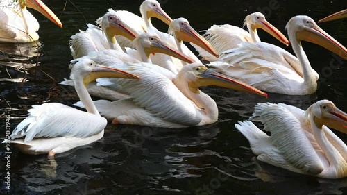 The Great White Pelican, Pelecanus onocrotalus also known as the rosy pelican is a bird in the pelican family.