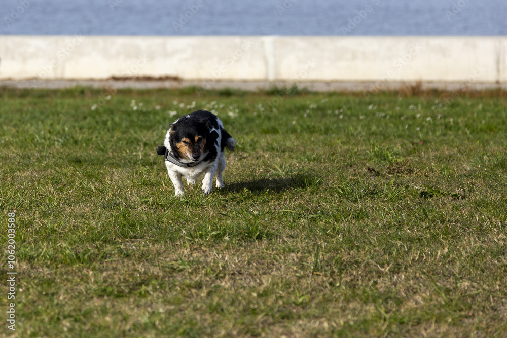Kleiner Hund am Ufer eines Sees Kleiner Hund am Ufer eines Sees