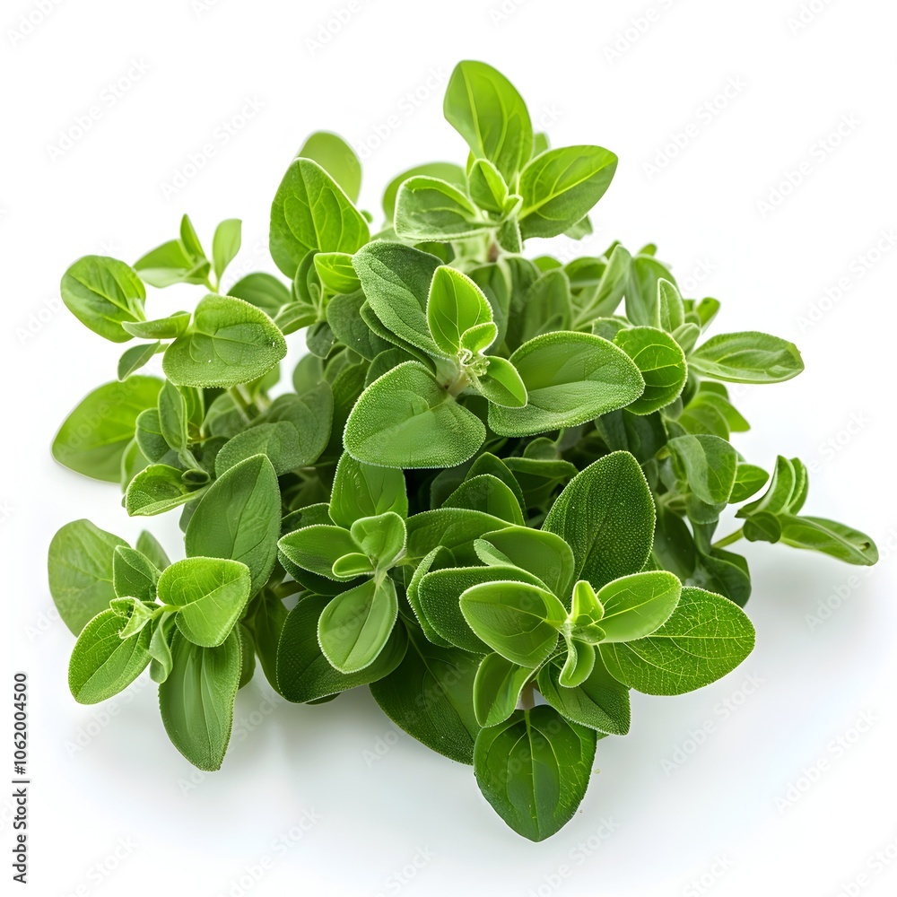 A bunch of fresh green herbs are piled on top of each other