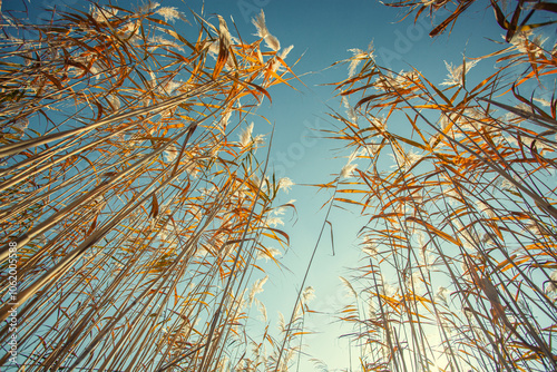 Slika na platnu yellow reeds on the background of the blue sky. bottom view