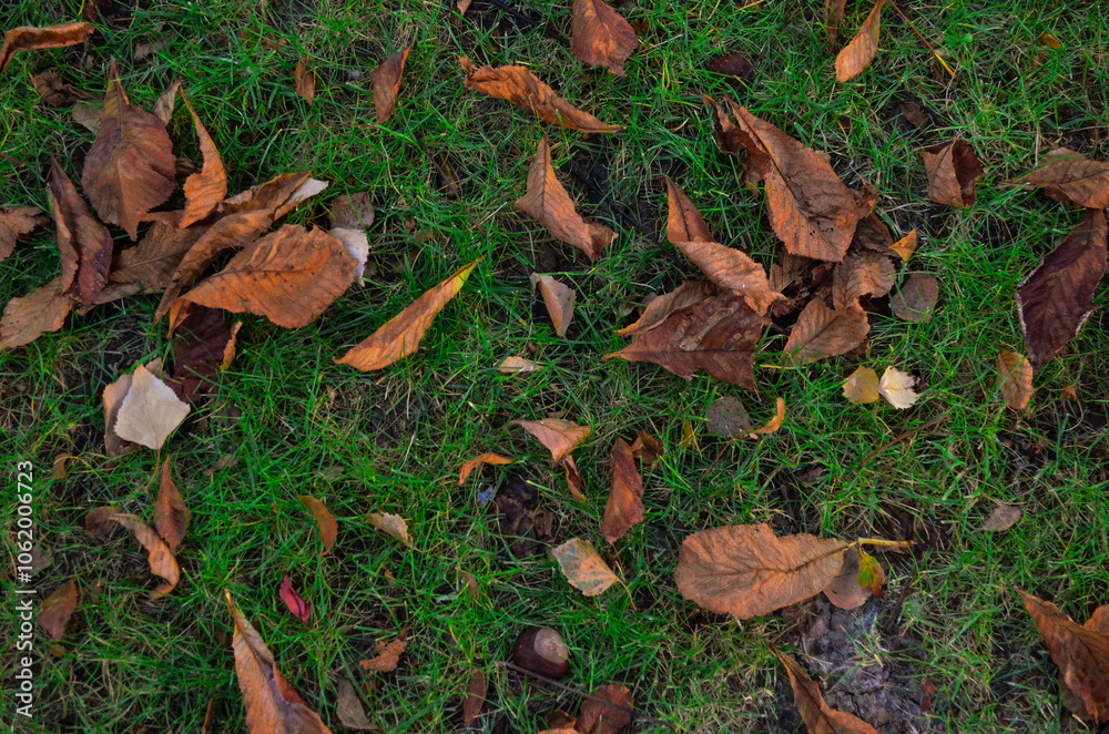 A field of grass with leaves scattered on the ground. The leaves are brown and the grass is green. A field of grass with leaves scattered on the ground. The leaves are brown and the grass is green.