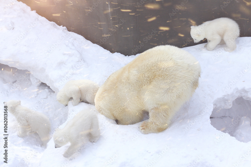 Animals theme. Polar bear family close-up. Animals theme. Polar bear family close-up.