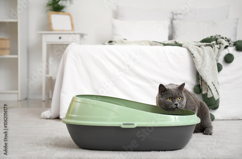 Cute grey cat near litter b...