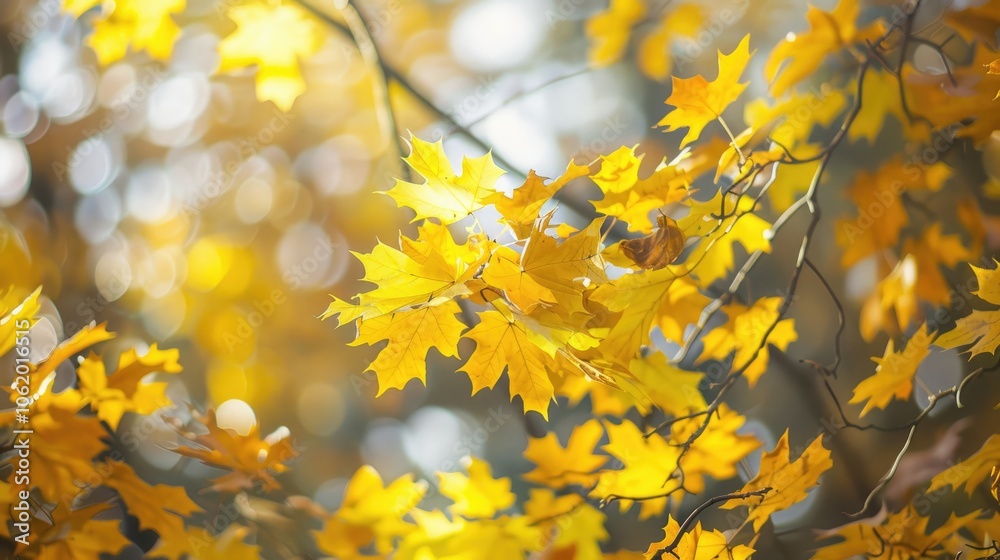 Autumn Foliage in Yellow and Gold: the Beautiful Harvest Season Autumn Foliage in Yellow and Gold: the Beautiful Harvest Season