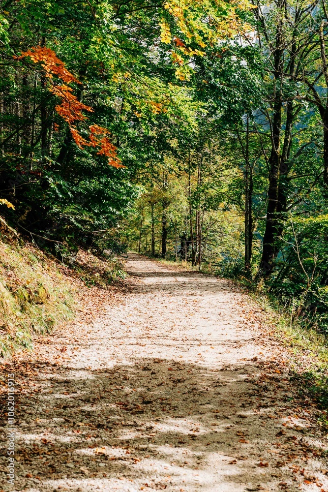 Obraz premium deep forest 