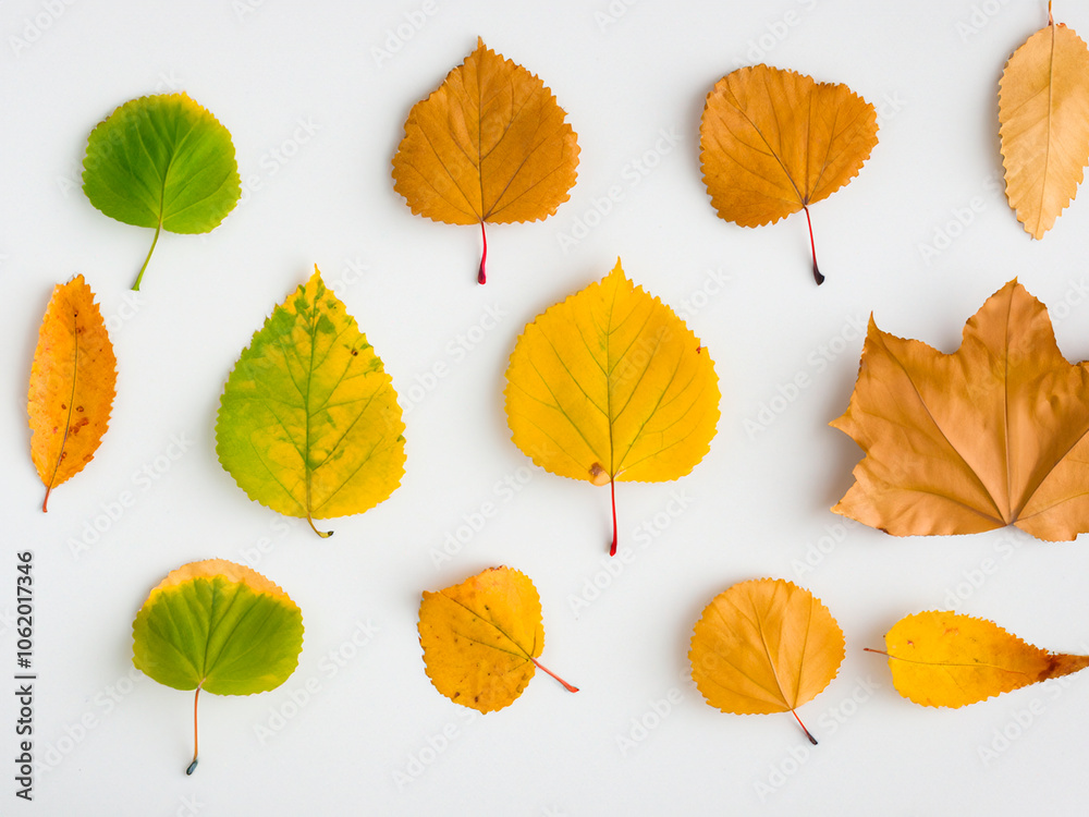autumn leaves isolated on white autumn leaves isolated on white