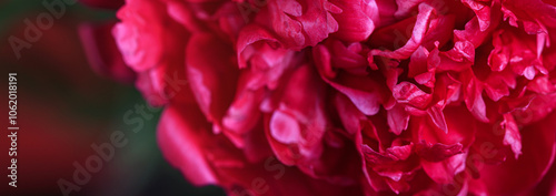 Аbstract romance background with delicate red peonies flowers, selective focus, close-up. Romantic banner with copy space for text