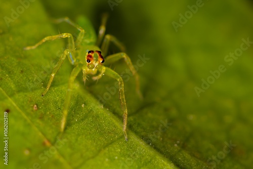 Green jump spider