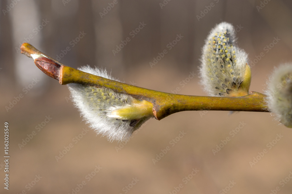 willow branch closeup on a spring day