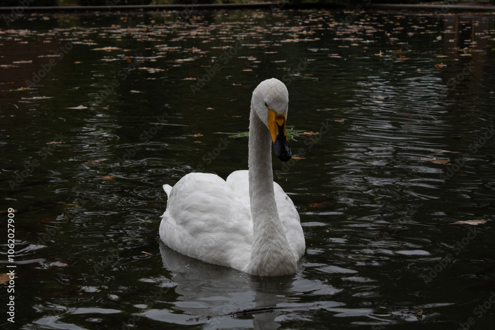 swan on the water swan on the water