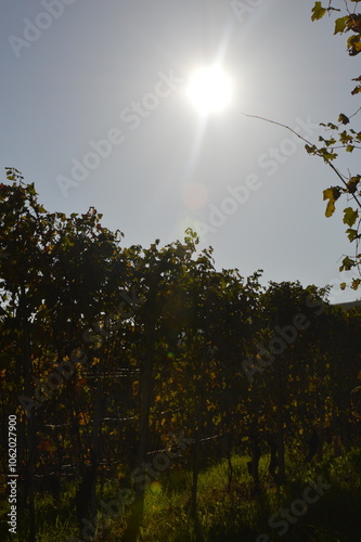 Vigneti