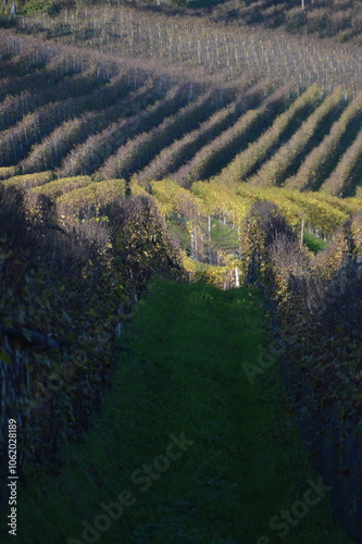 Vigneti