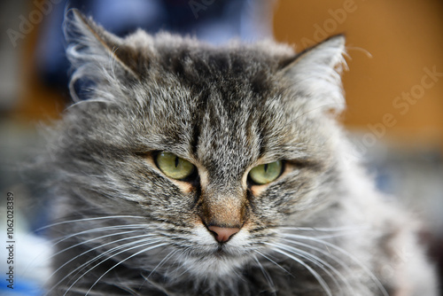 cute cat standing full body looking camera