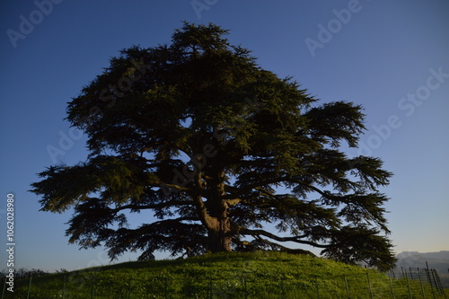 Cedro del Libano
 photo