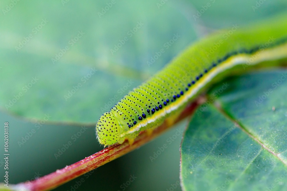 Close-Up of a Green Caterpillar on a Leaf Stem Close-Up of a Green Caterpillar on a Leaf Stem